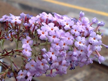 Buddleja davidii